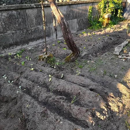 Сasa de vacaciones Casinha Da Horta *