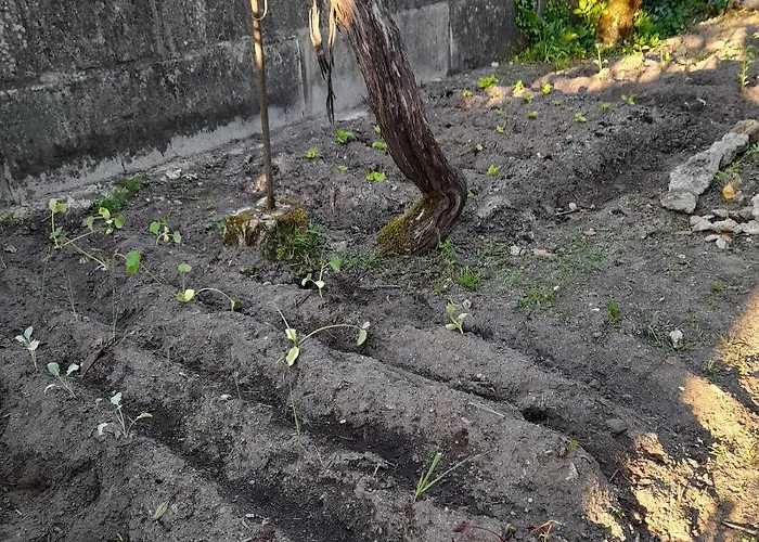 بيت للعطل Casinha Da Horta Com Jacuzzi *