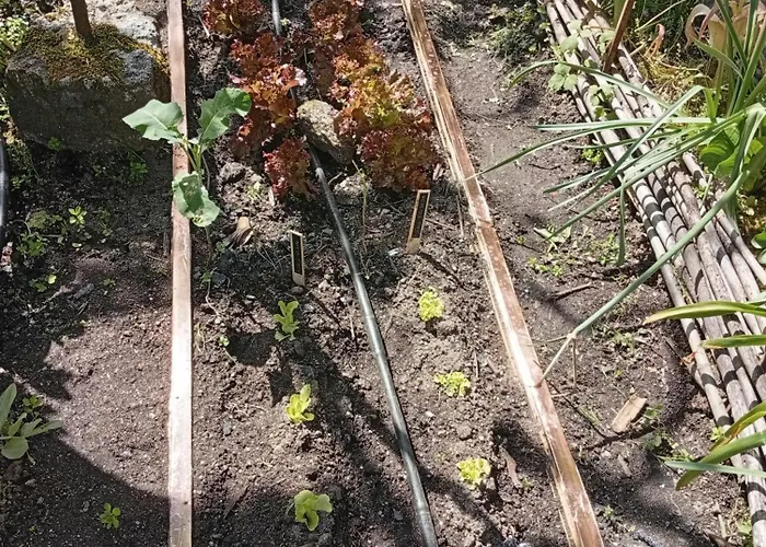 Casinha Da Horta 펜션